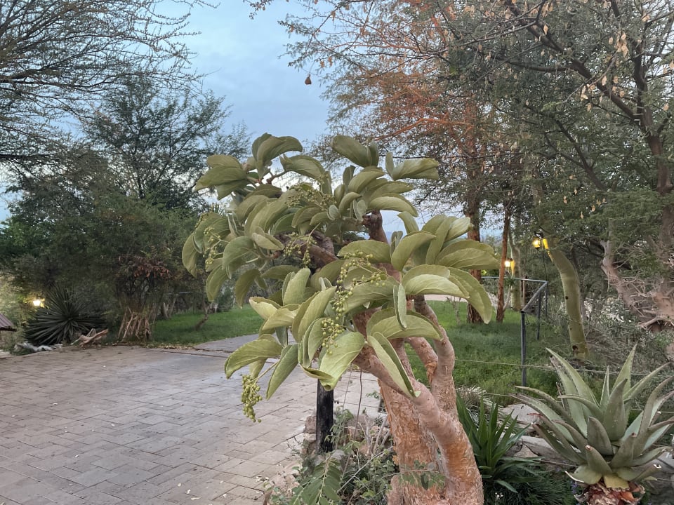 Gartenanlage Aloegrove Safari Lodge