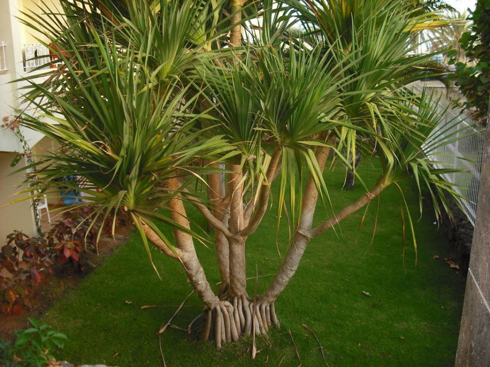 Palme R2 BUGANVILLA Hotel & Spa