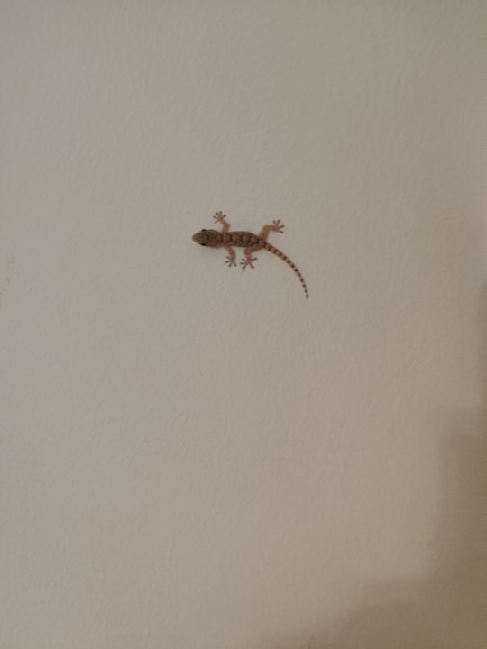 Zimmer Hotel Bel Azur Thalasso & Bungalows