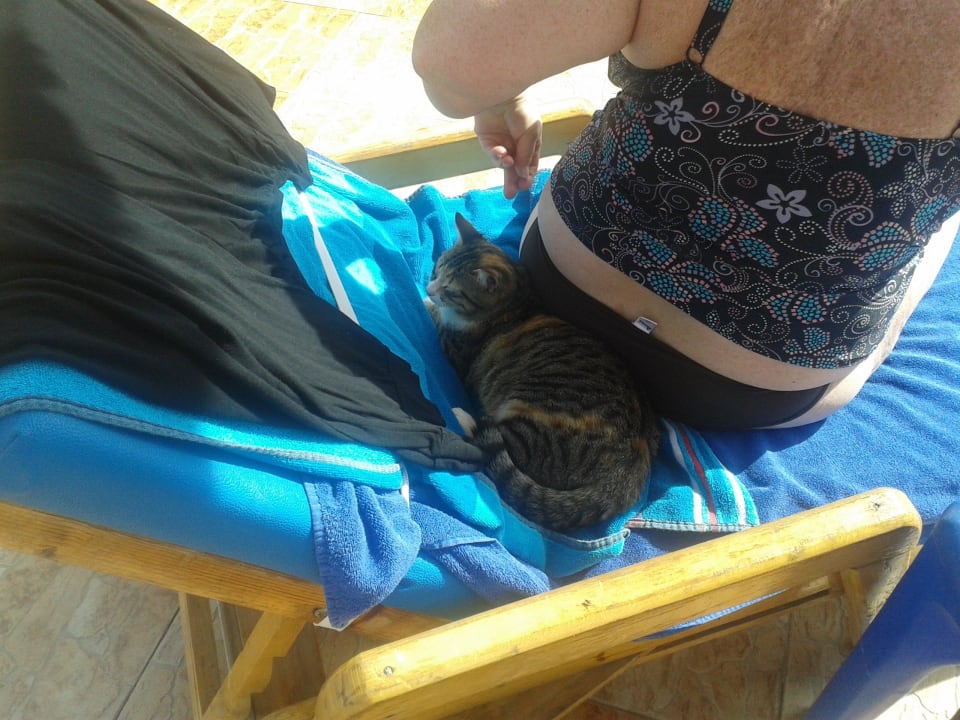 Unser täglicher Besucher am Pool Pickalbatros Alf Leila Wa Leila Resort - Neverland Hurghada