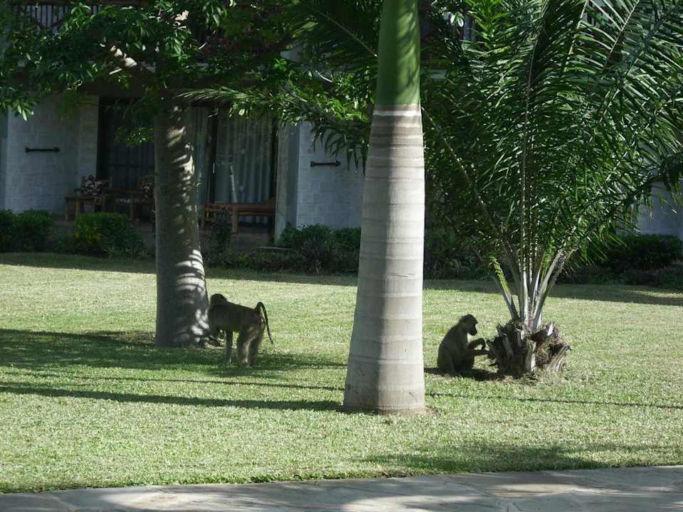 Affen Baobab Beach Resort & Spa