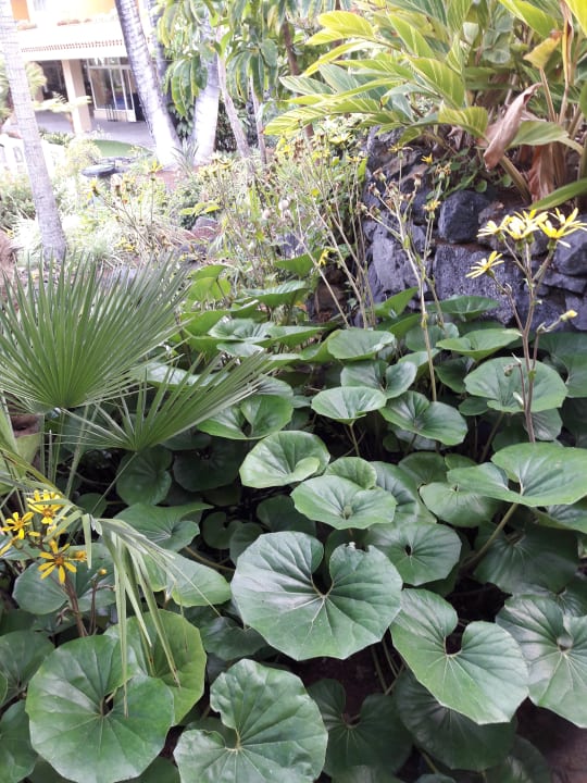 Gartenanlage Tigaiga Suites