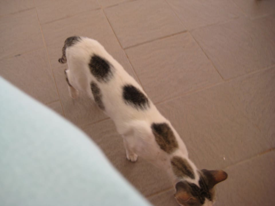 Katzen Hotel El Mouradi Djerba Menzel