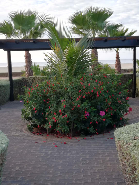 Gartenanlage Hotel Riu Touareg