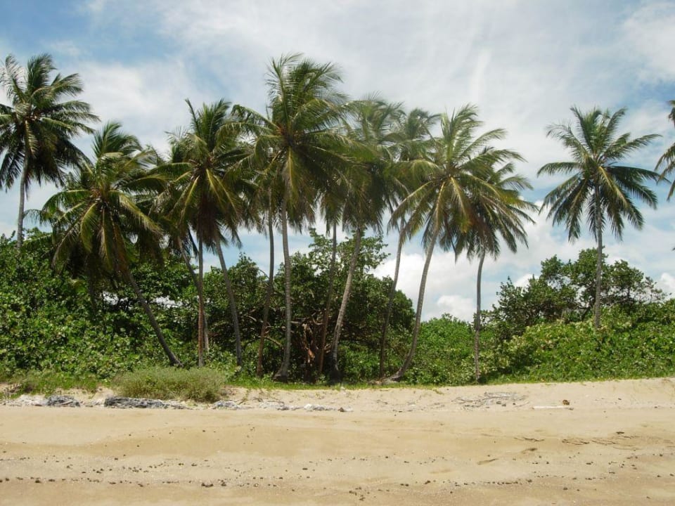 Palmen Sol de Plata Beach Resort