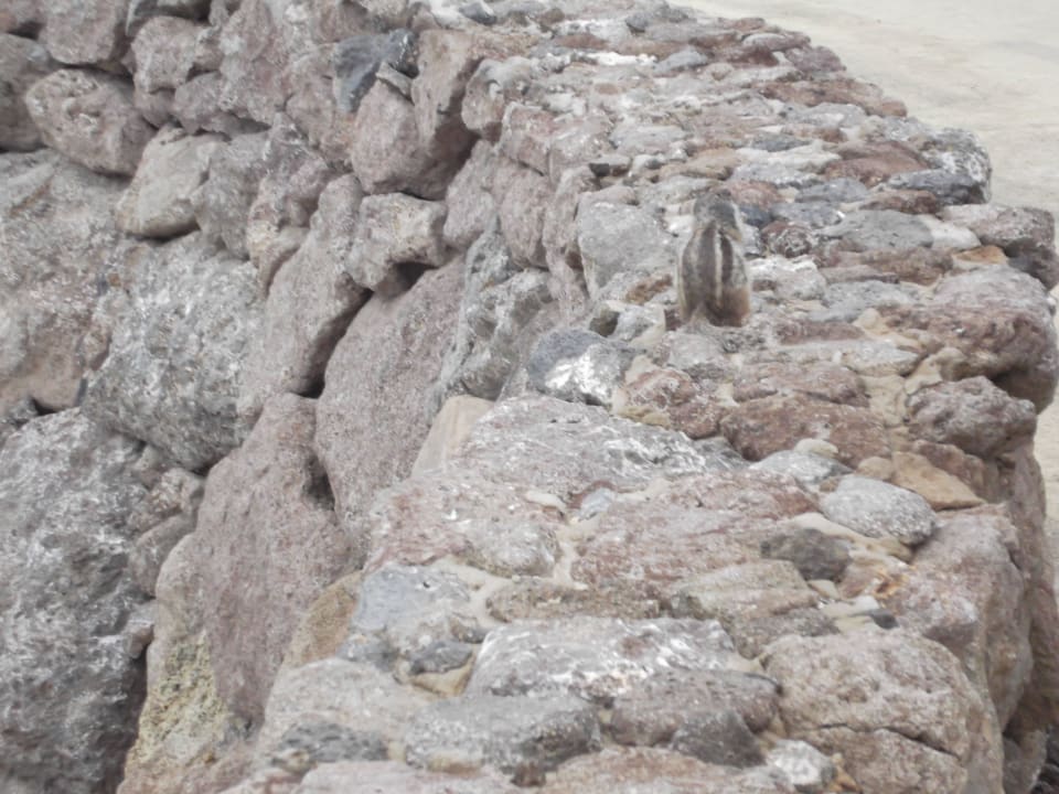 Ueberall: Streichelhörnchen SBH Hotel Taro Beach