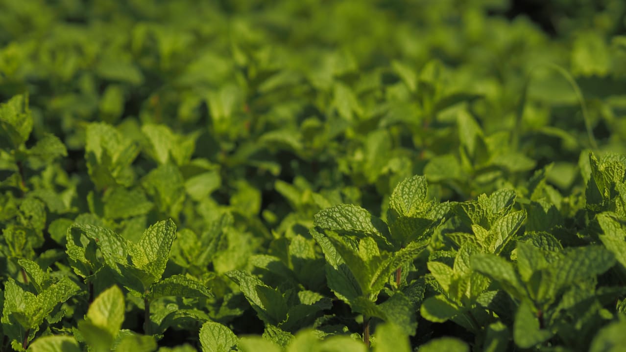 Gartenanlage Bakour Fuerteventura La Pared