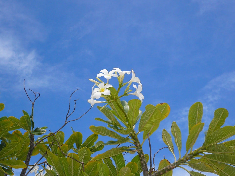 Franchipaniblüten  Banyan Tree Vabbinfaru