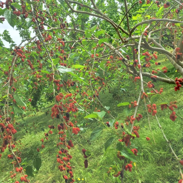 Gartenanlage Club Grand Aqua