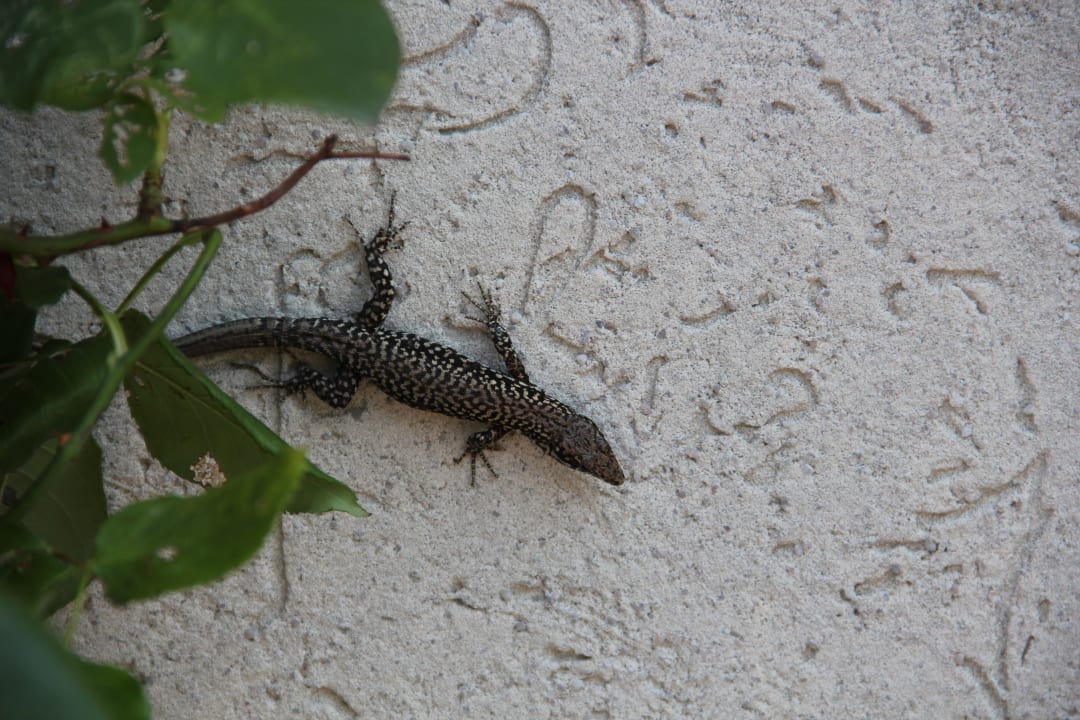 Sonstiges Residence delle Rose