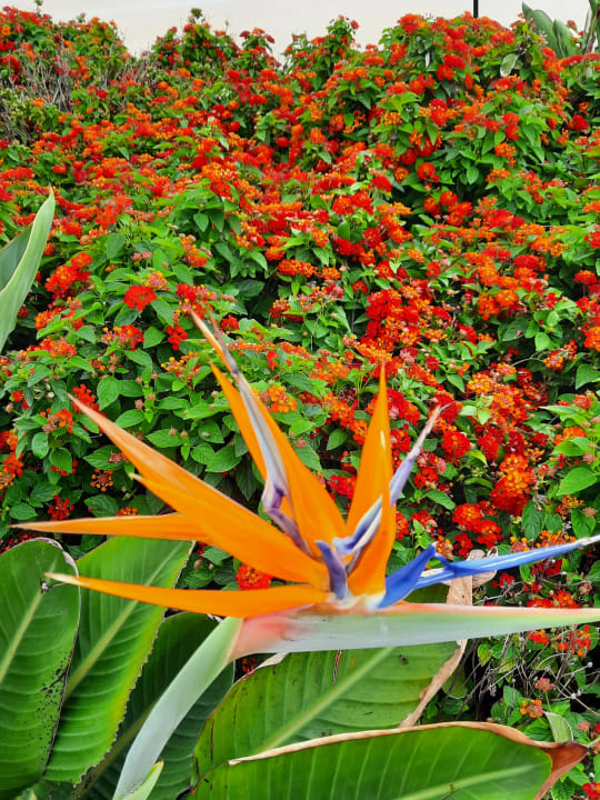 Gartenanlage AQUA Hotel Onabrava & Spa