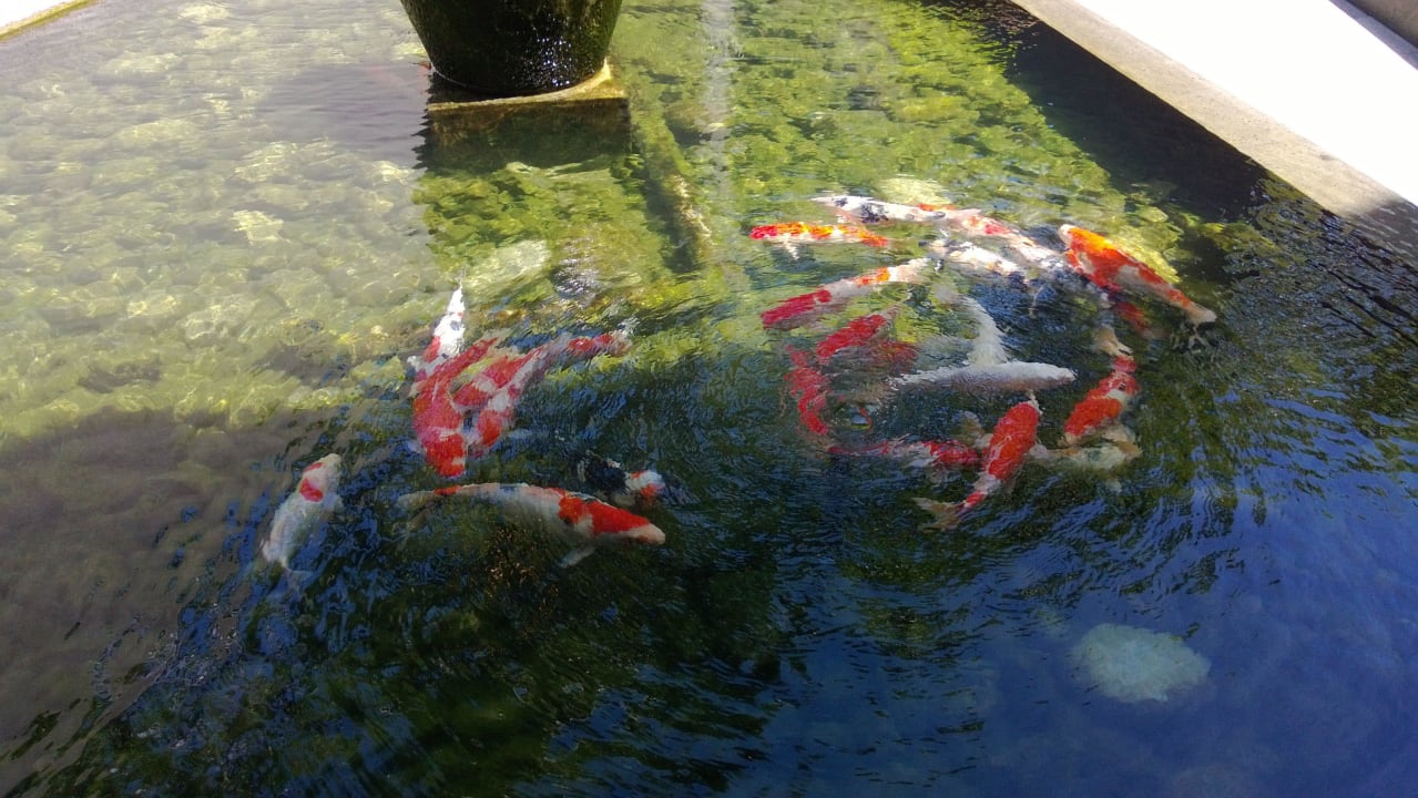 Kois The Kayana Seminyak