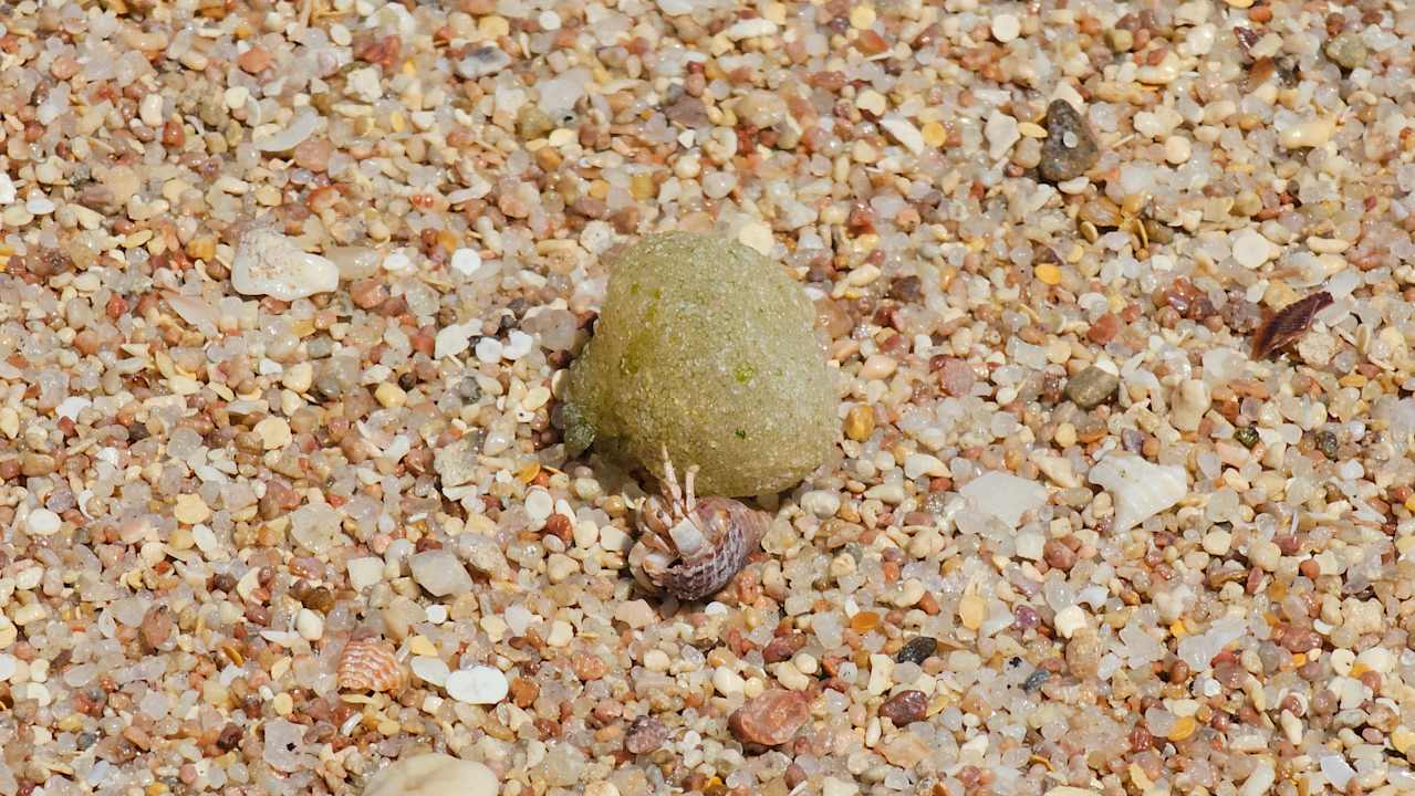 Strand JAZ Elite Asteria