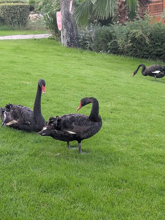 Gartenanlage Rixos Premium Tekirova