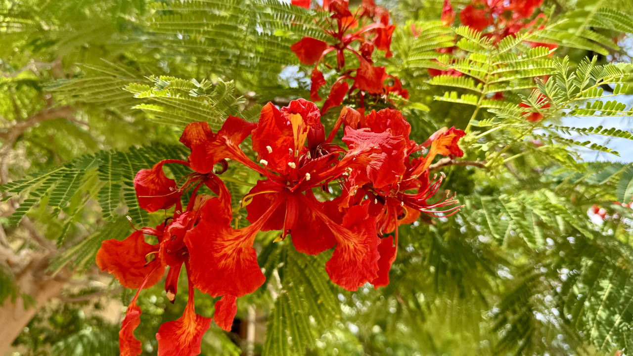 Gartenanlage Steigenberger Coraya Beach - Adults only