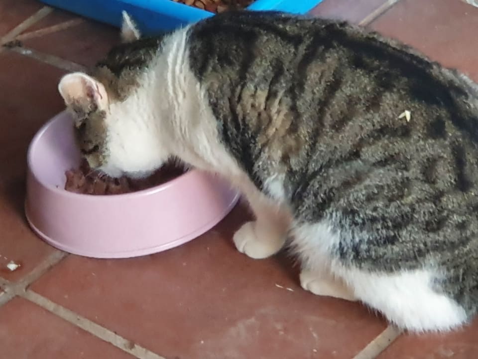 Sonstiges Hotel Riu Oliva Beach - Hotel