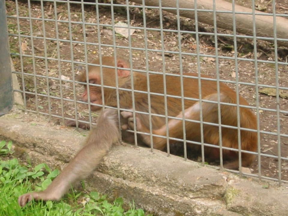 Rhesus-Äffchen des Lürzerhof Lürzerhof - luxury.nature.spa