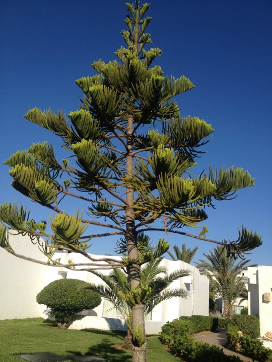 Baum Steigenberger Marhaba Thalasso Hammamet