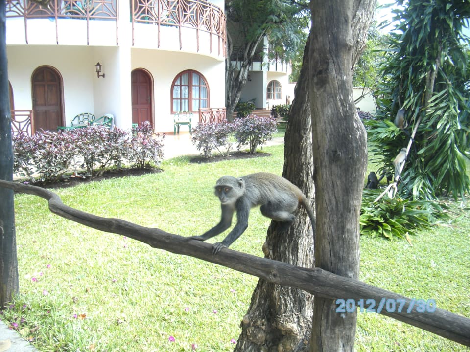 Affenspielplatz Neptune Paradise Beach Resort & Spa