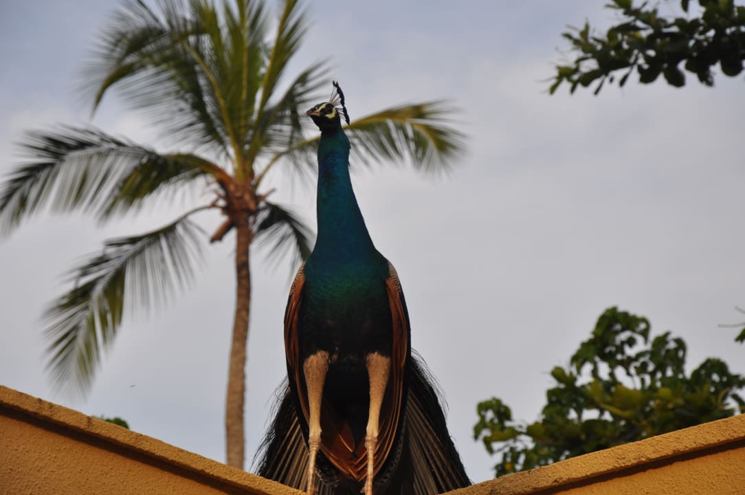 Gartenanlage Anantara Peace Haven Tangalle Resort