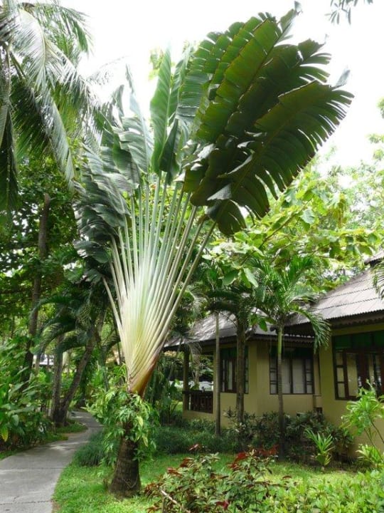 Schöne Palmen NH Collection Samui Peace Resort
