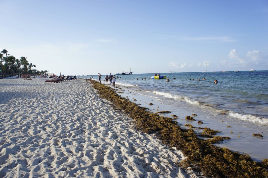 Das wars mal ganz schlimm mit dem Seegras Dreams Royal Beach Punta Cana