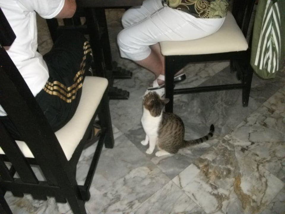 Gatti nel rainbow mentre si mangiava Cataract Layalina Hotel Naama Bay