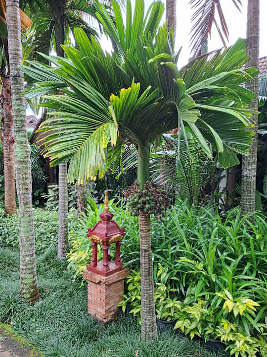 Gartenanlage Laluna Hotel & Resort