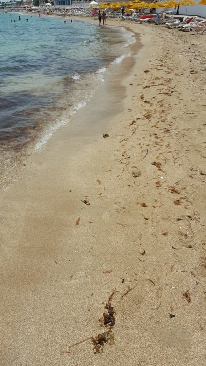 Dreckiges Meer niemand geht ins Wasser stinkt nach Fischen  Salamis Bay Conti Resort Hotel & Casino