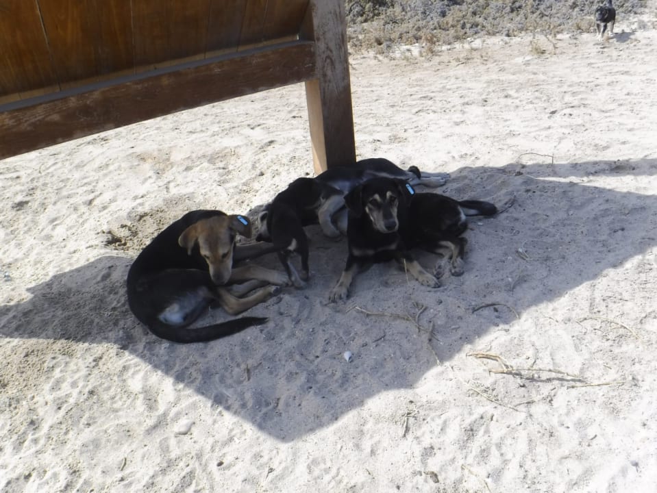 Strand Shams Alam Beach Resort