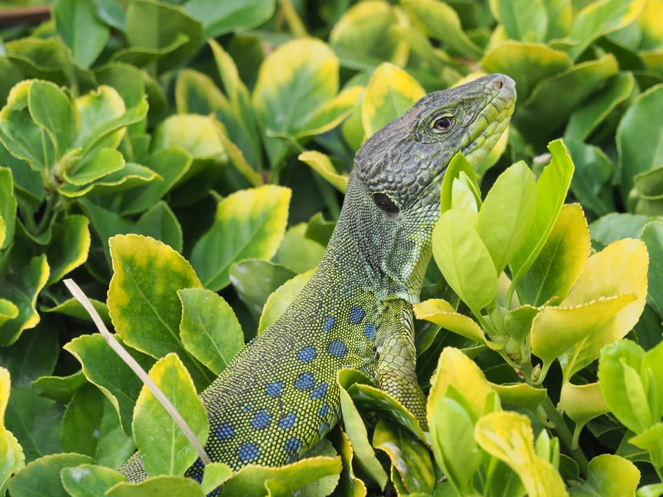 Gartenanlage Hotel Playa de la Luz
