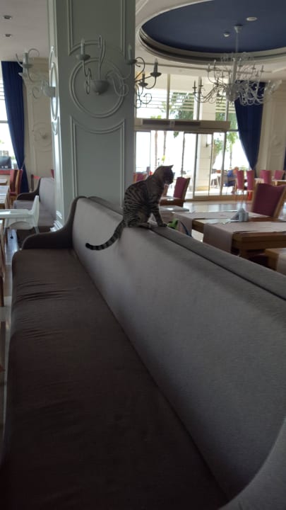 Katzen im Hauptrestaurant  Sherwood Exclusive Kemer