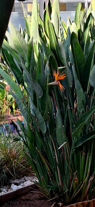 Gartenanlage Iberostar Waves Averroes