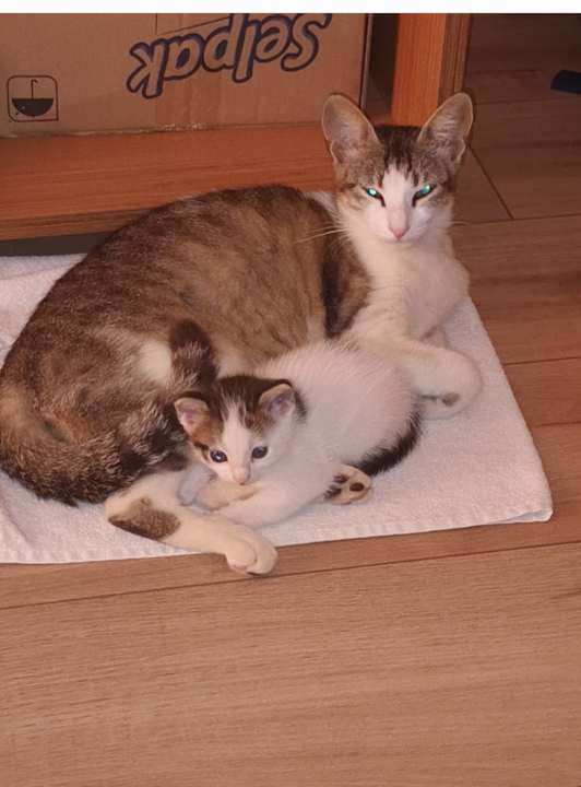 Zimmer Oz Hotels Incekum Beach