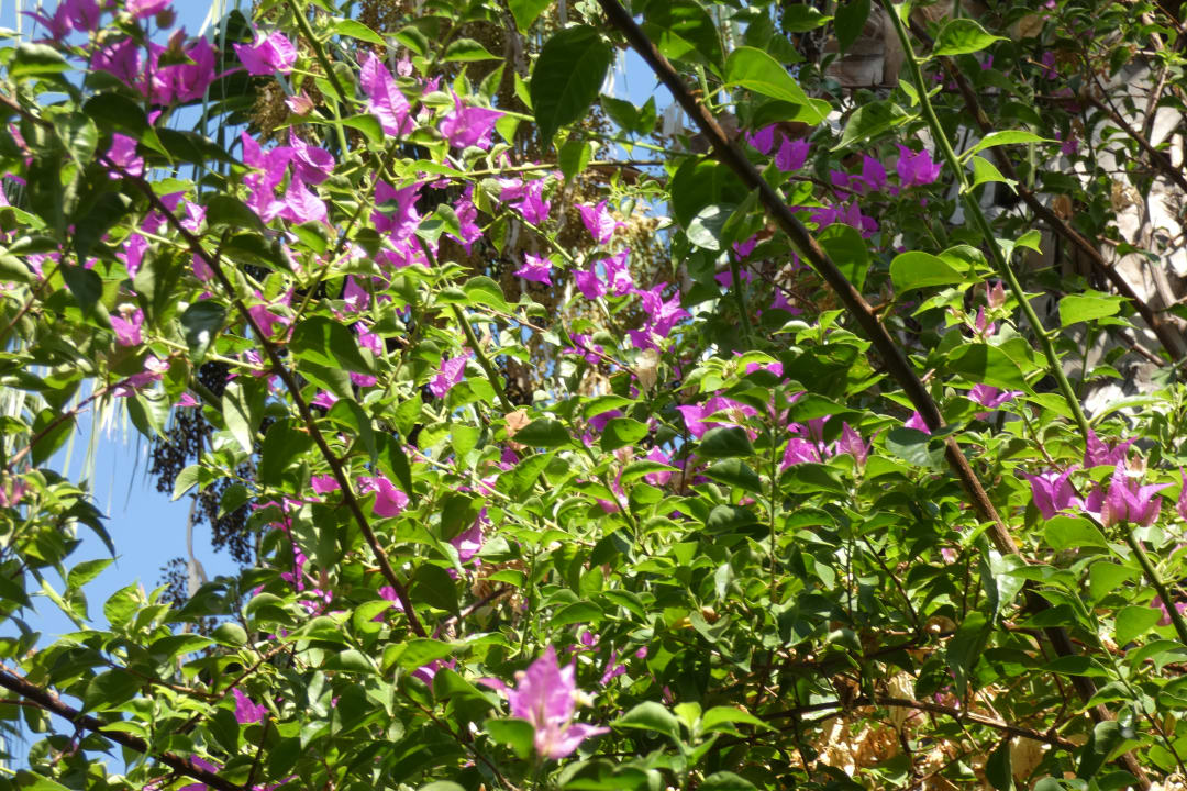 Gartenanlage Hane Family Resort