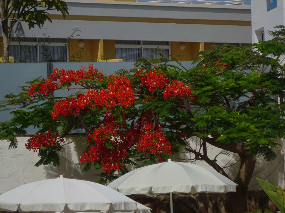 Ausblick HL Suitehotel Playa del Ingles