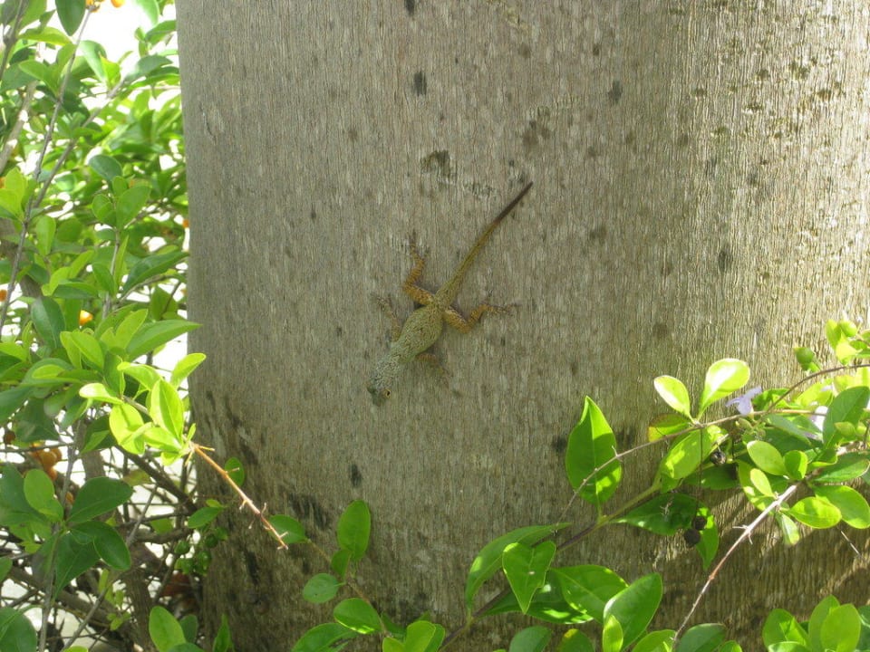 Gecko Villas Bavaro Resort & Spa