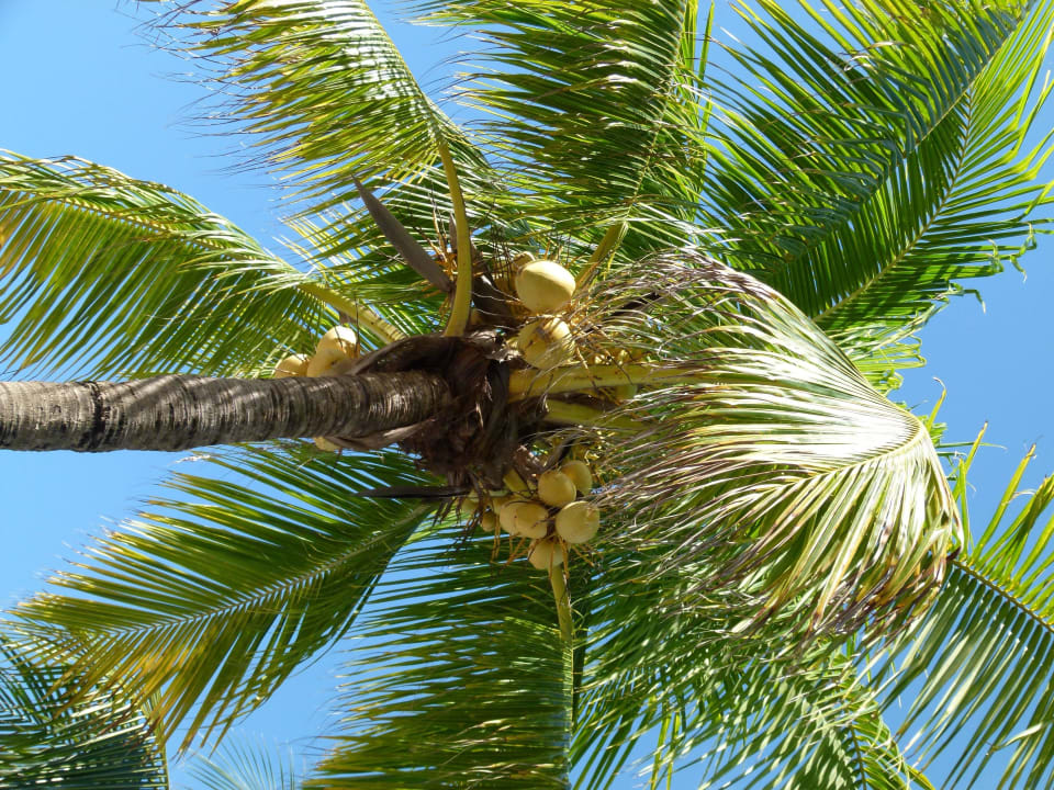 Palme in der Hotelanlage. Hotel Riu Tequila