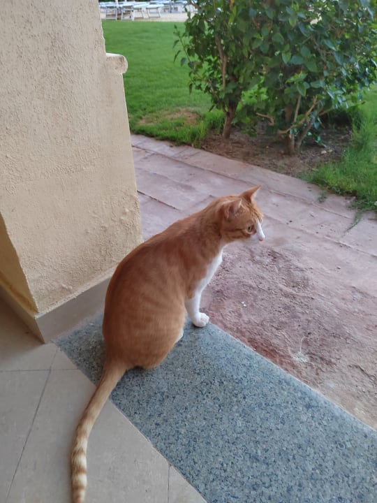 Sonstiges Stella Garden Resort & Spa, Makadi Bay