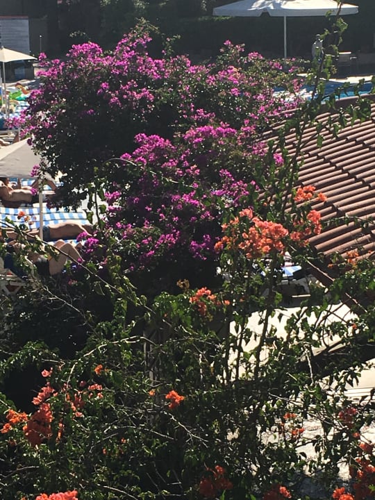 Gartenanlage Labranda Mares Marmaris