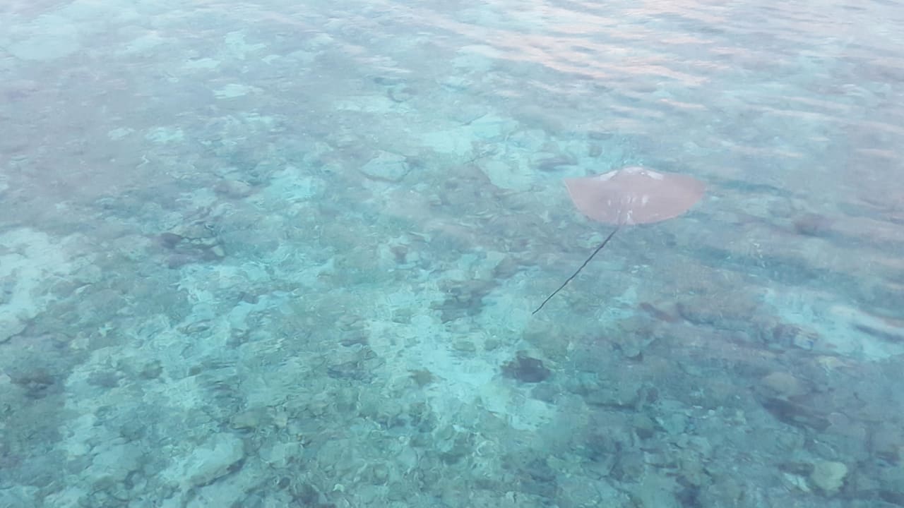 Rochen Summer Island Maldives