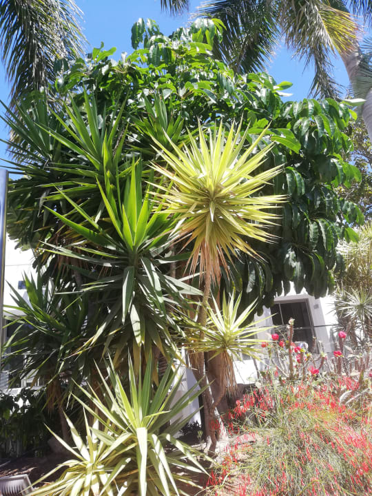 Gartenanlage R2 Bahía Playa Design Hotel & Spa - Adults Only