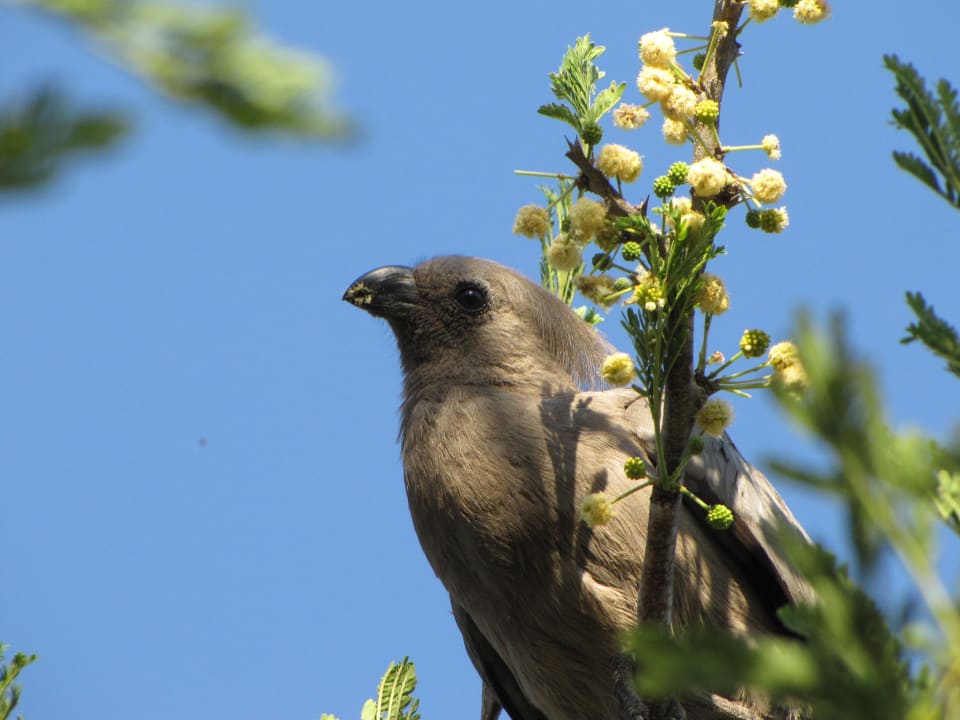 Graulärmvogel Satara Restcamp