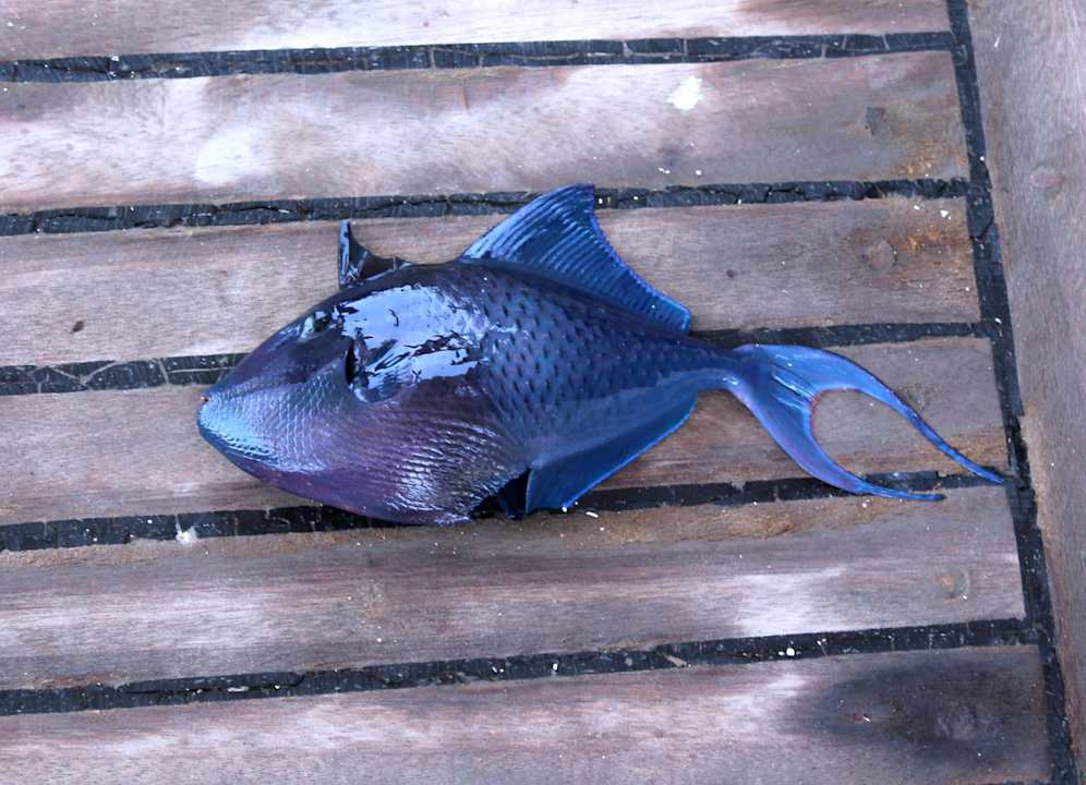 Strand Sentido Caribbean World Soma Bay