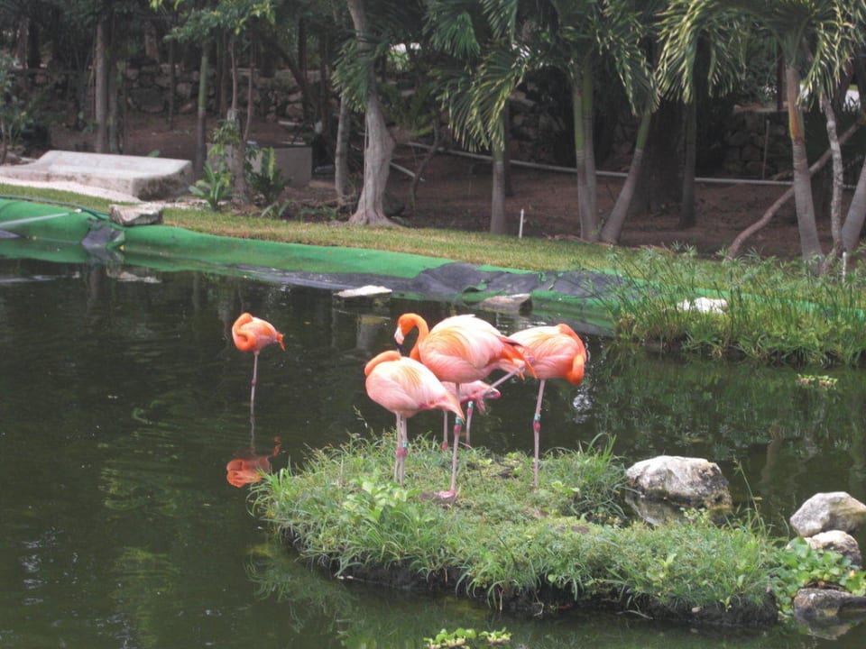 Flamingos Grand Palladium Select White Sand Resort & Spa