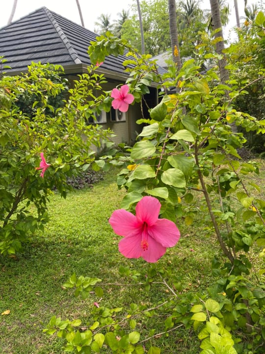 Gartenanlage Royal Island