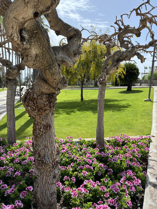 Gartenanlage Arum Barut Collection