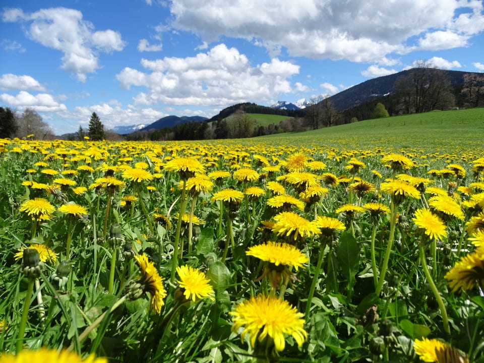 Sonstiges Moar am Hof