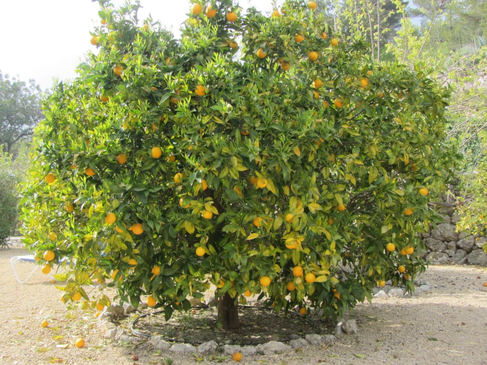 Oarngenbaum im Garten Hotel Villa Lehmi
