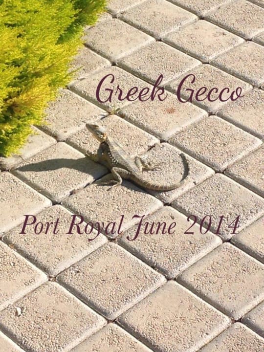 Die kleinen Dinos sah man überall mal aufkreuzen  SENTIDO Port Royal Villas & Spa